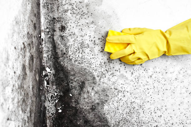 Best Commercial Mold Remediation in Cortland, NY