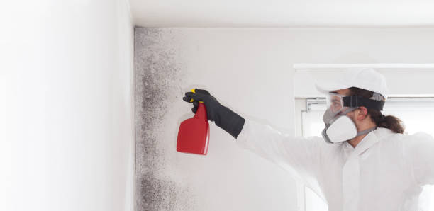 Professional Mold Remediation in Cortland, NY
